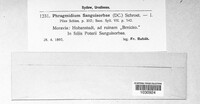 Phragmidium sanguisorbae image